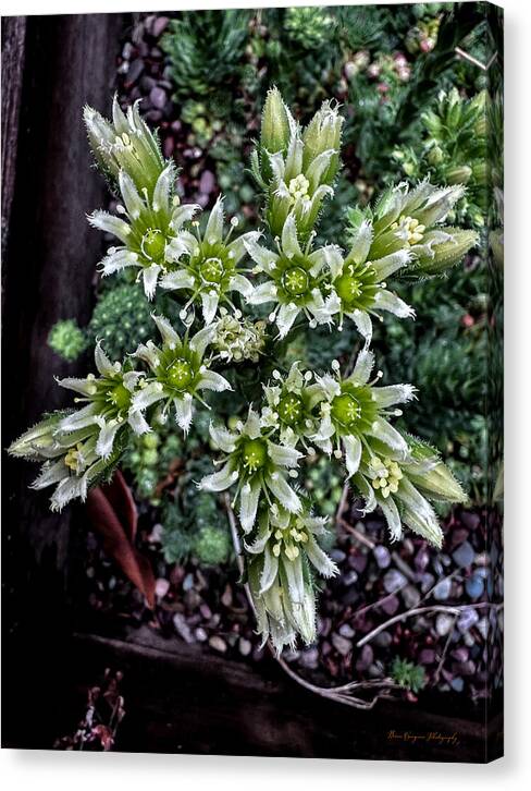 Green and white  - Canvas Print
