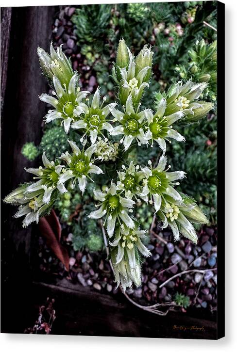 Green and white  - Canvas Print