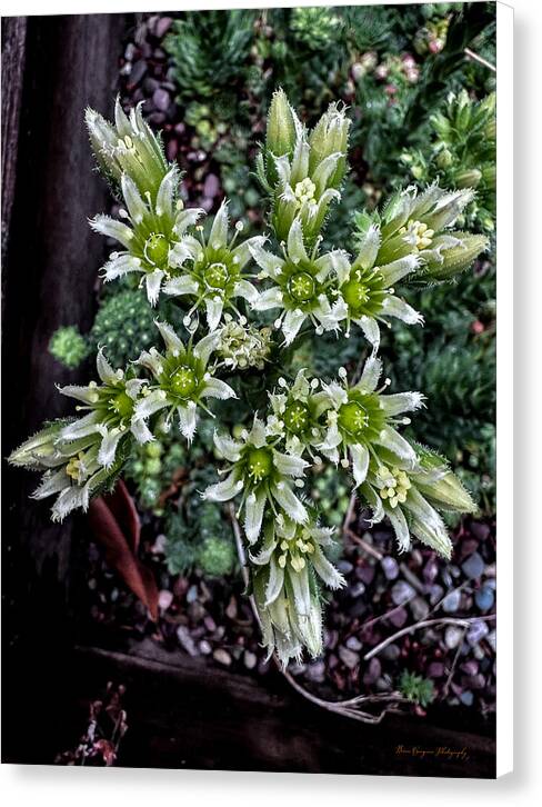 Green and white  - Canvas Print