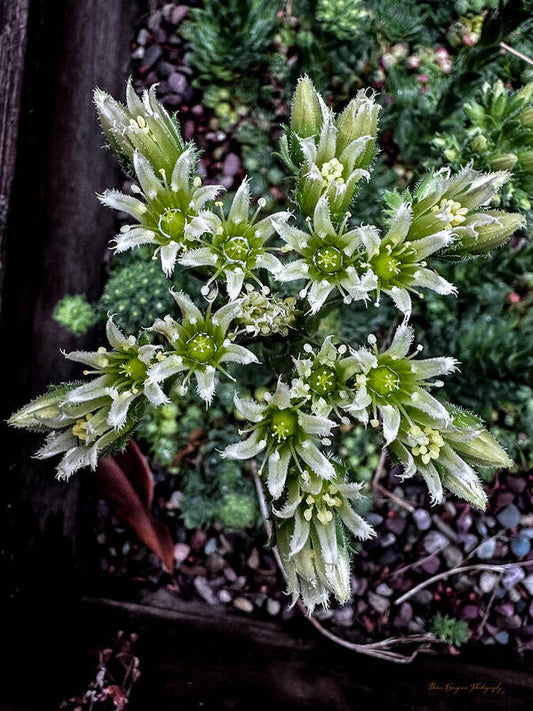 Green and white  - Art Print