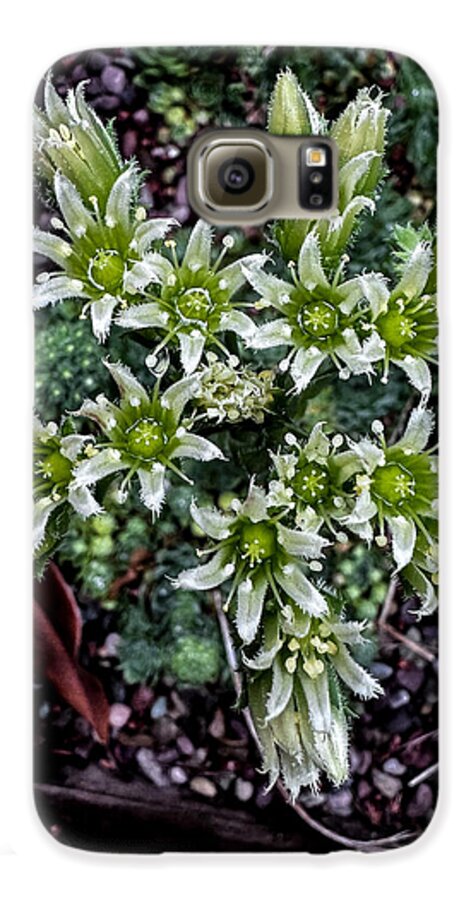 Green and white  - Phone Case