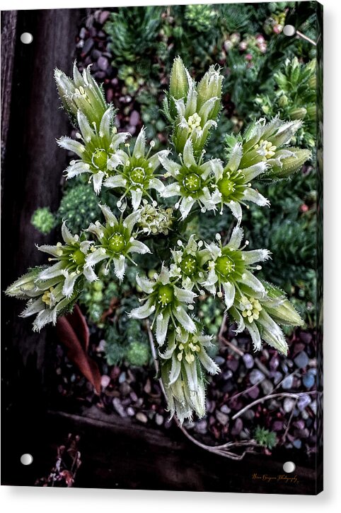 Green and white  - Acrylic Print