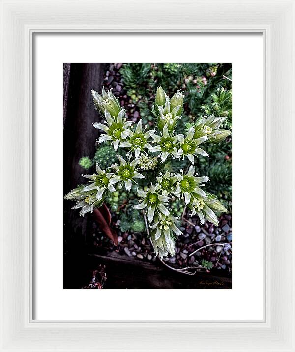 Green and white  - Framed Print