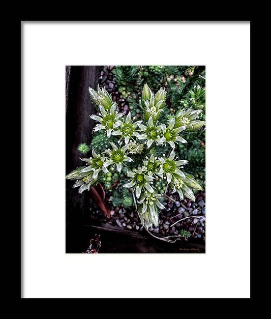 Green and white  - Framed Print