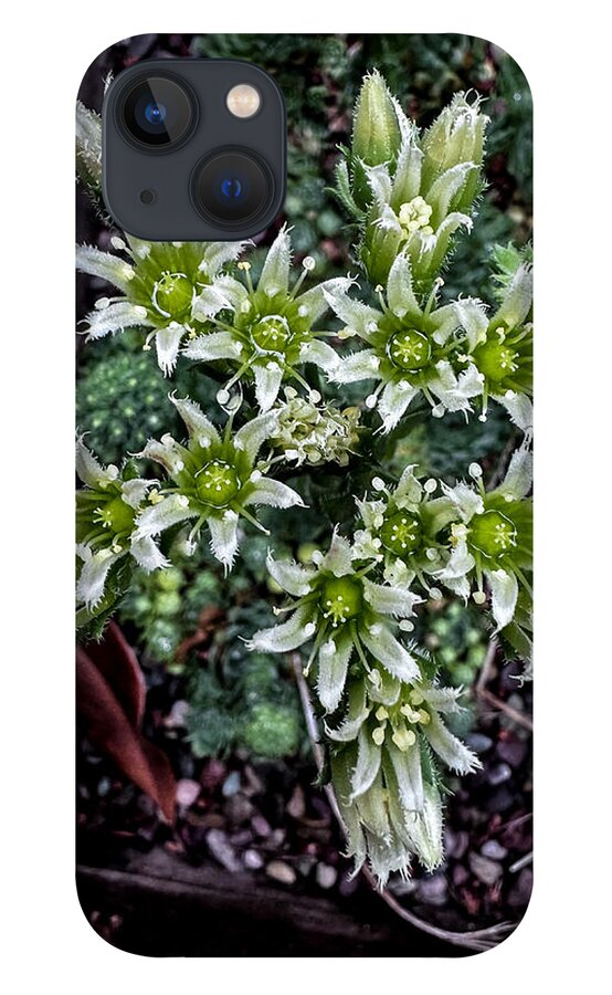 Green and white  - Phone Case