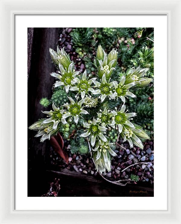 Green and white  - Framed Print