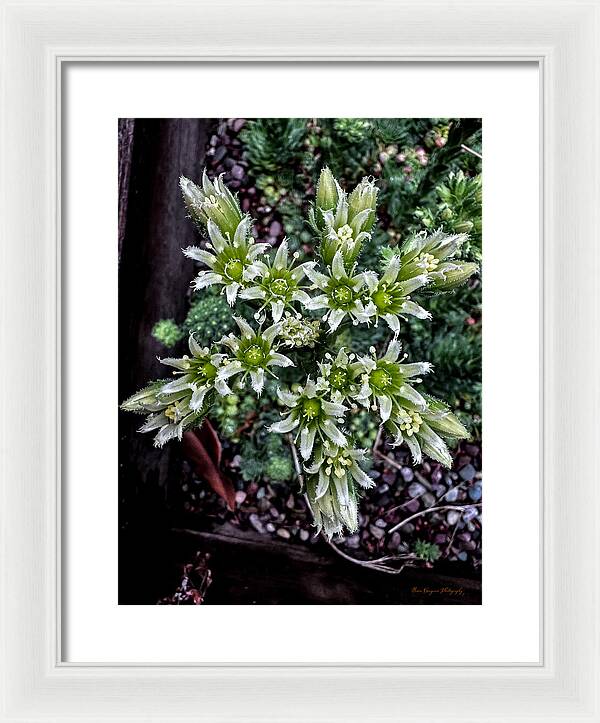 Green and white  - Framed Print