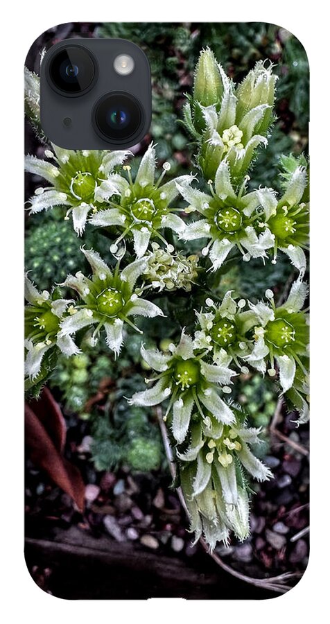 Green and white  - Phone Case