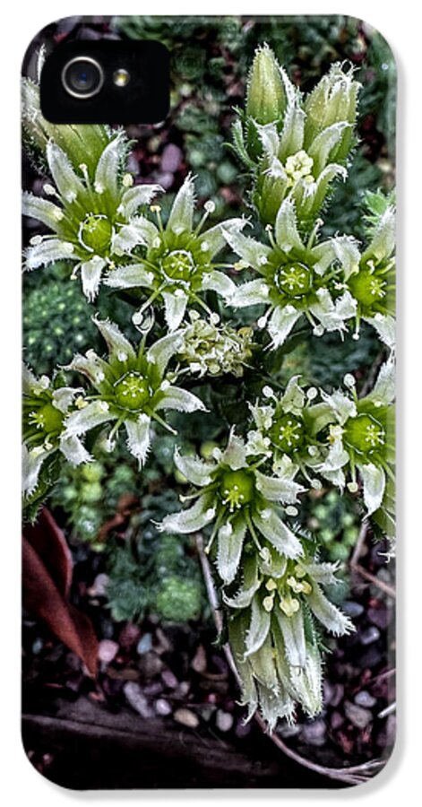 Green and white  - Phone Case