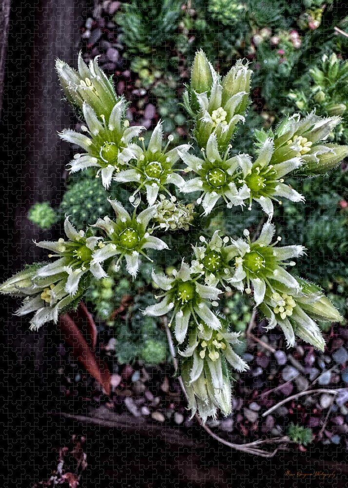 Green and white  - Puzzle