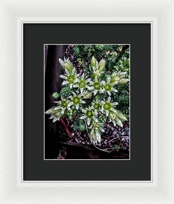 Green and white  - Framed Print