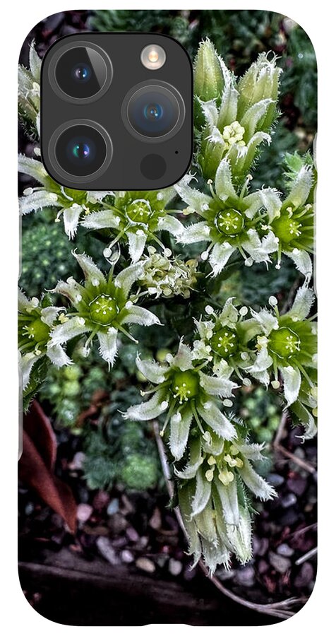 Green and white  - Phone Case