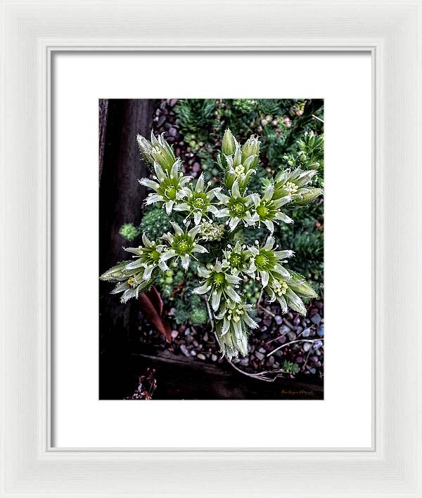 Green and white  - Framed Print