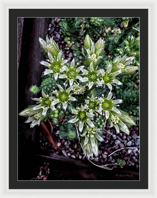 Green and white  - Framed Print