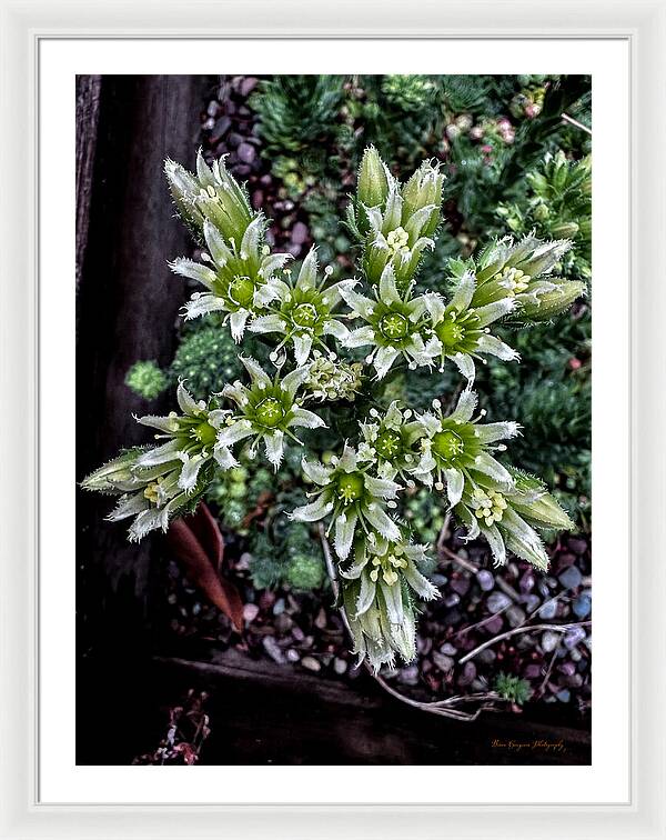 Green and white  - Framed Print