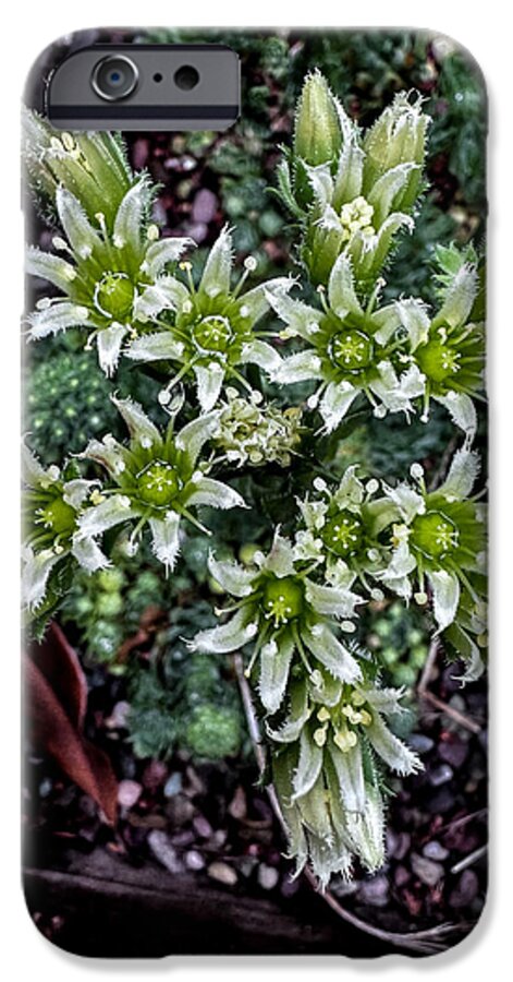 Green and white  - Phone Case