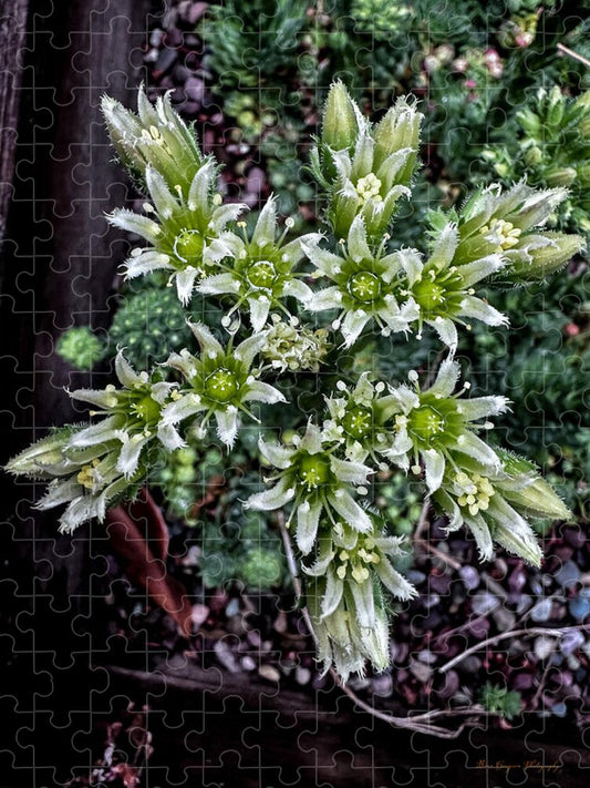 Green and white  - Puzzle