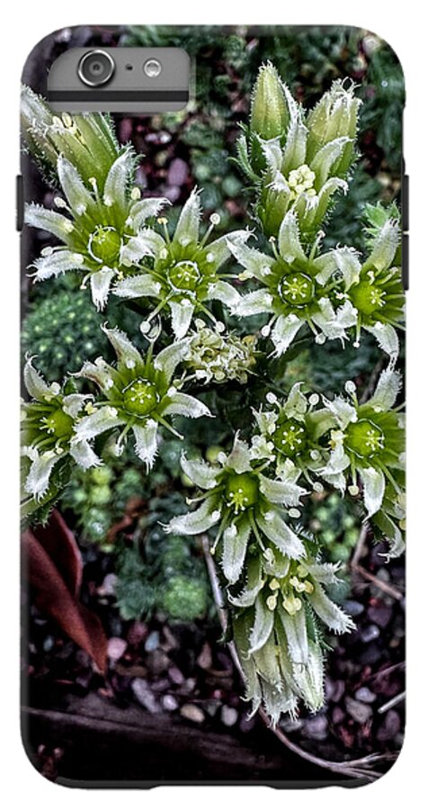 Green and white  - Phone Case