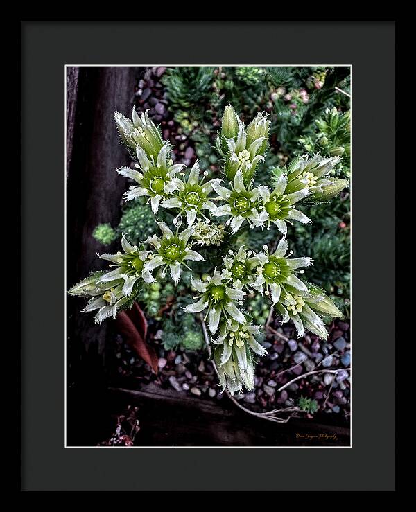 Green and white  - Framed Print