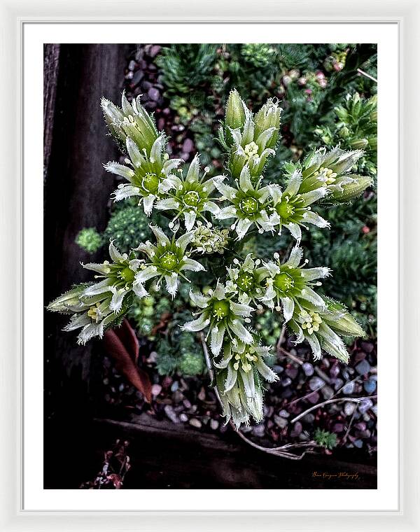 Green and white  - Framed Print