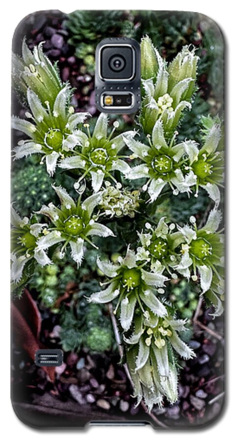 Green and white  - Phone Case