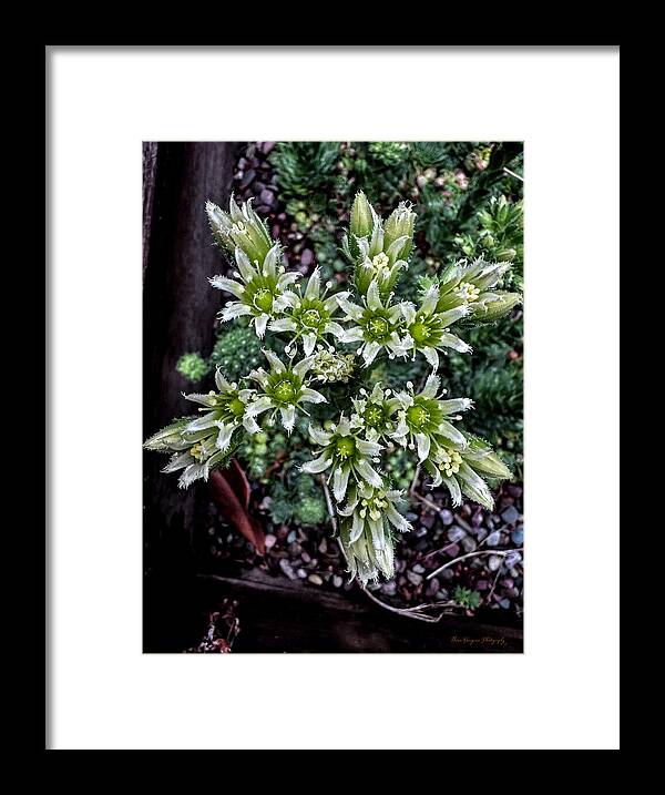Green and white  - Framed Print