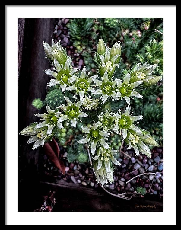 Green and white  - Framed Print