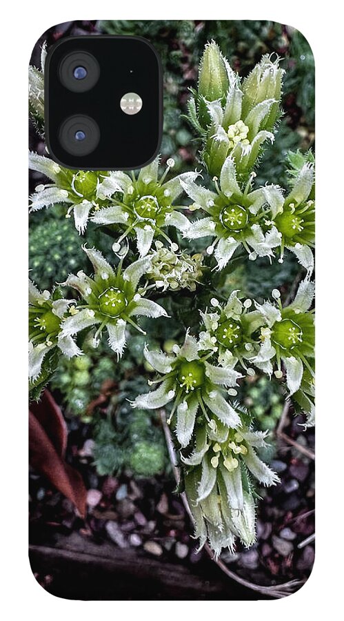 Green and white  - Phone Case