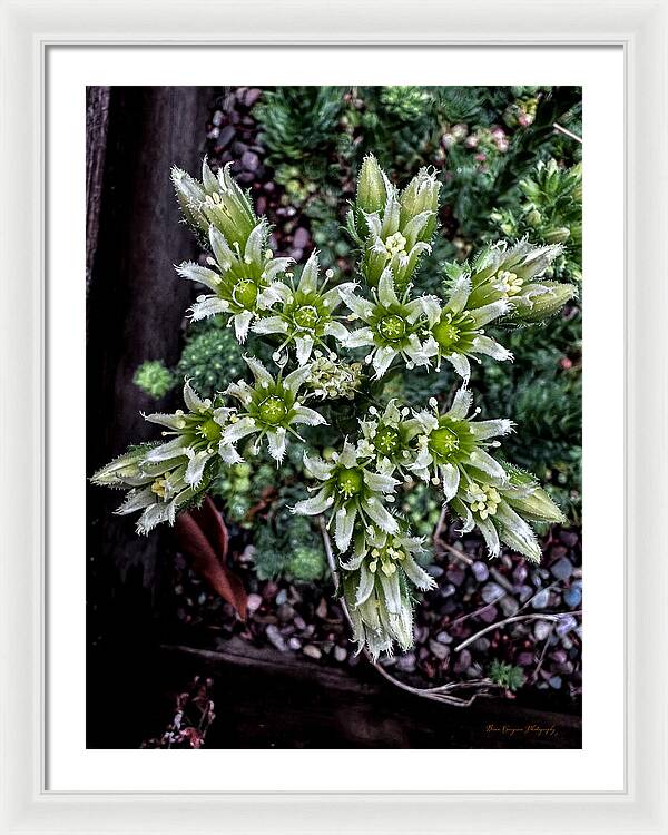 Green and white  - Framed Print