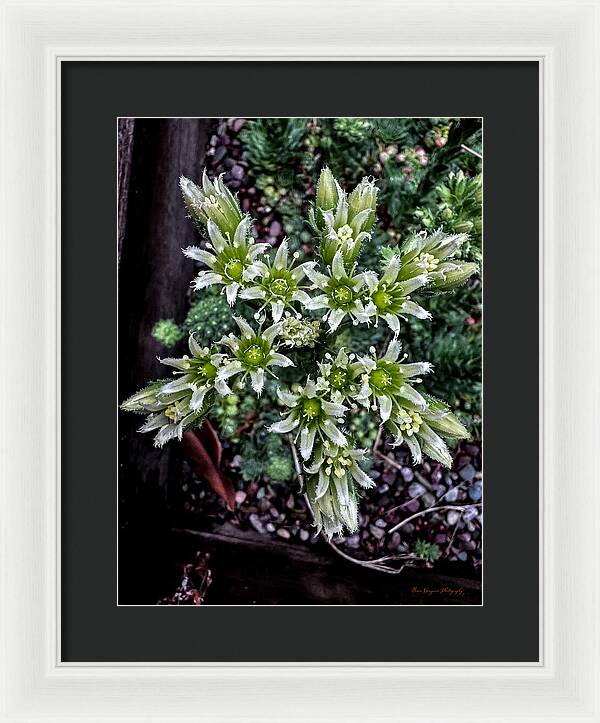 Green and white  - Framed Print