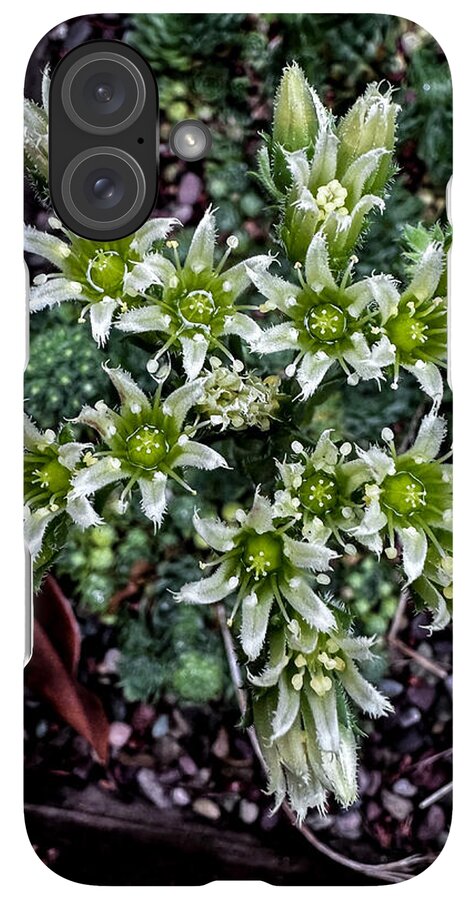 Green and white  - Phone Case