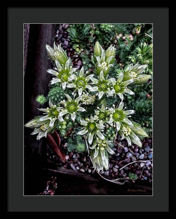 Green and white  - Framed Print