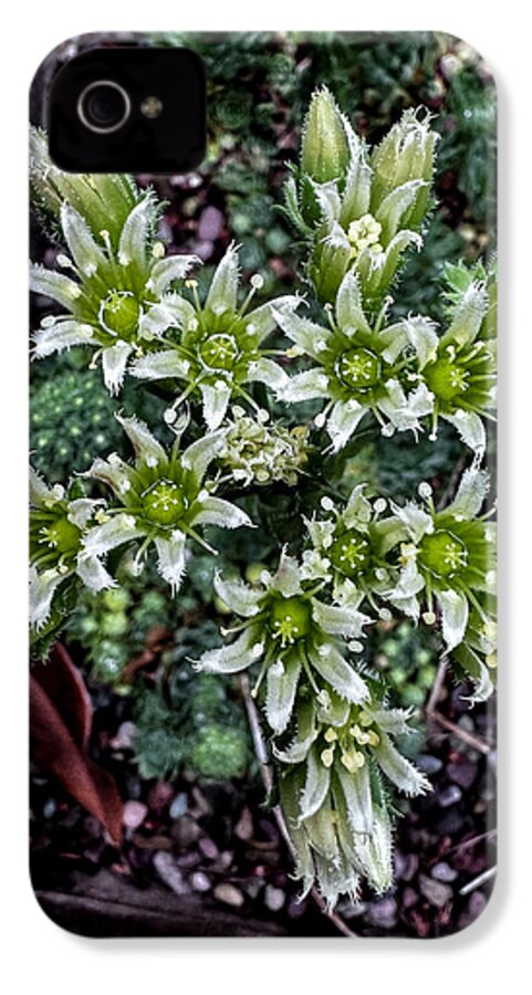 Green and white  - Phone Case