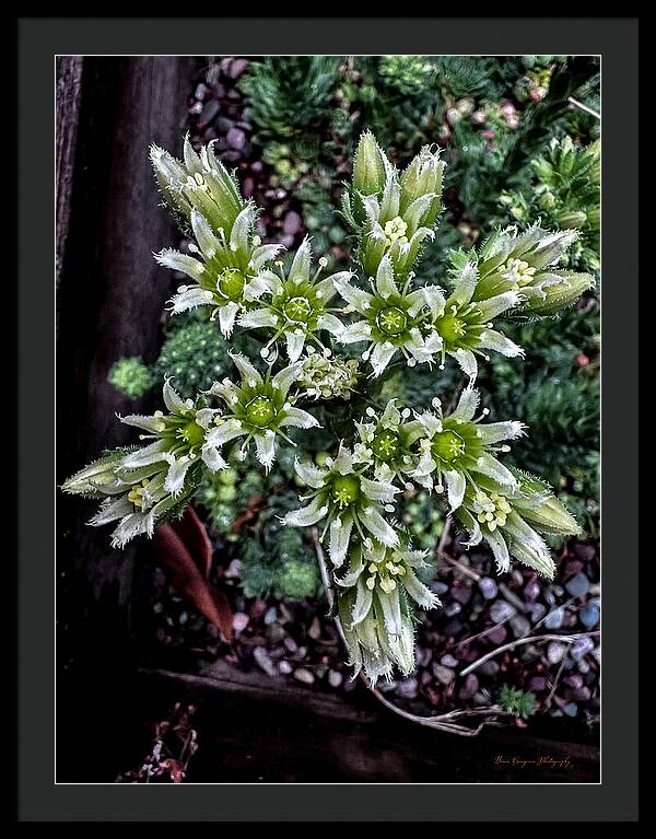 Green and white  - Framed Print