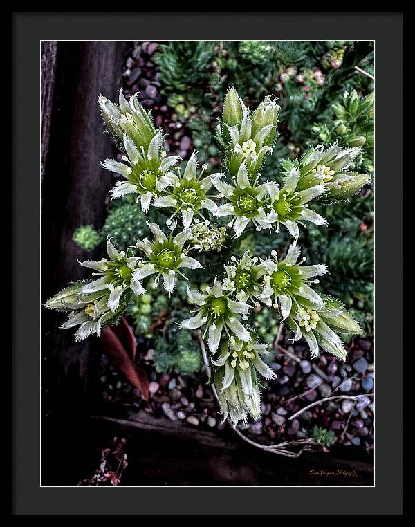 Green and white  - Framed Print