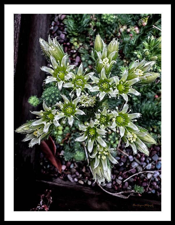 Green and white  - Framed Print