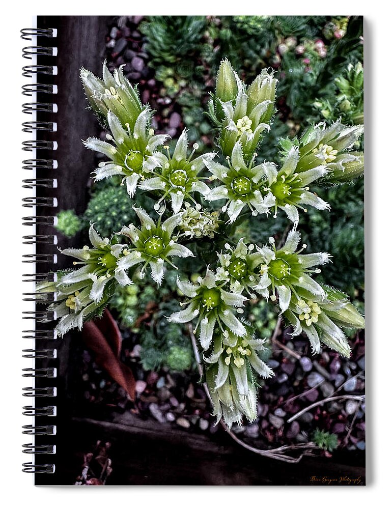 Green and white  - Spiral Notebook