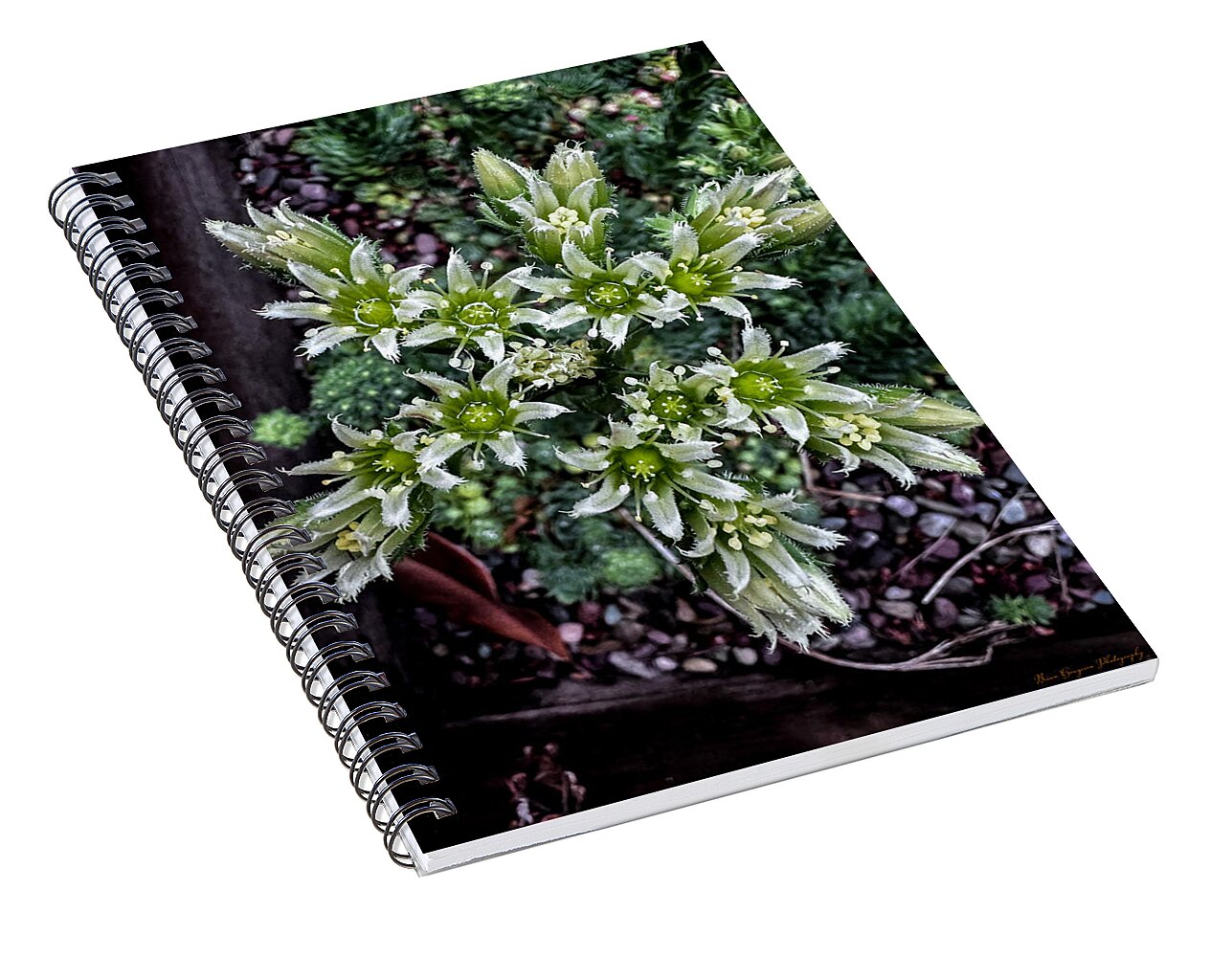 Green and white  - Spiral Notebook