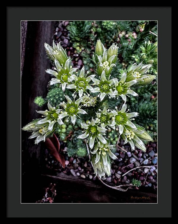 Green and white  - Framed Print