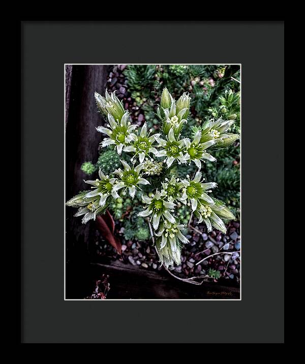 Green and white  - Framed Print