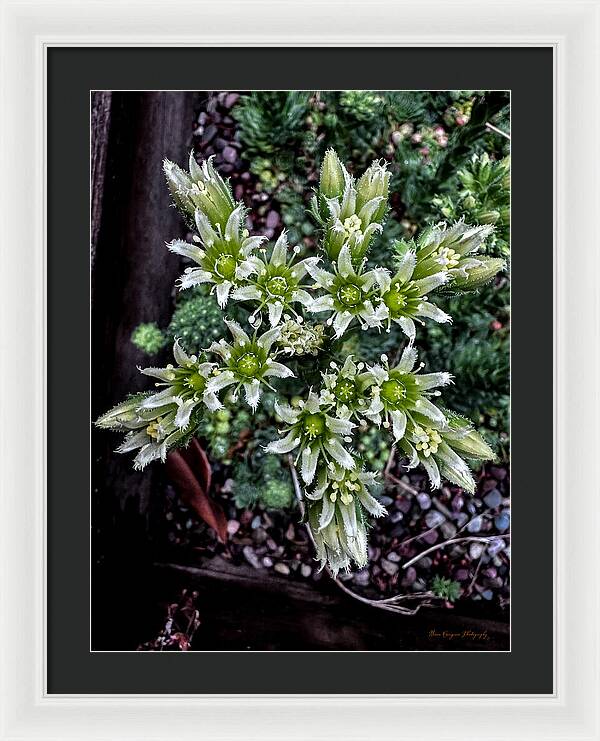 Green and white  - Framed Print