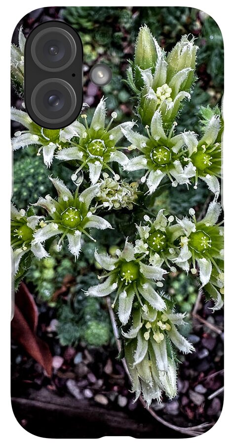 Green and white  - Phone Case
