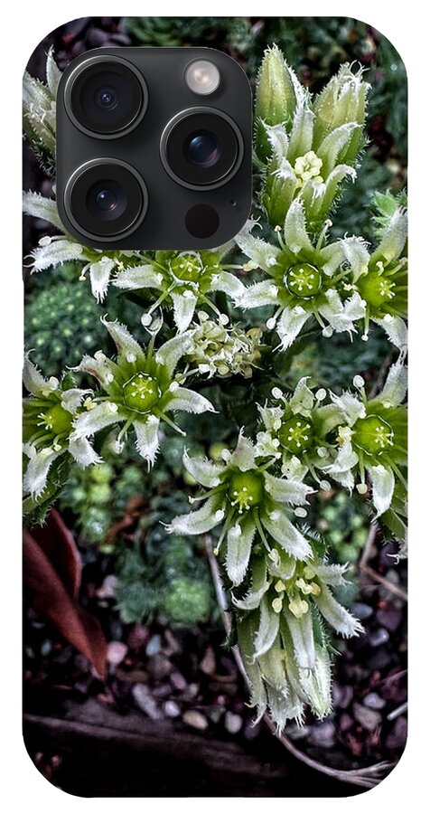 Green and white  - Phone Case