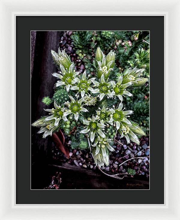 Green and white  - Framed Print