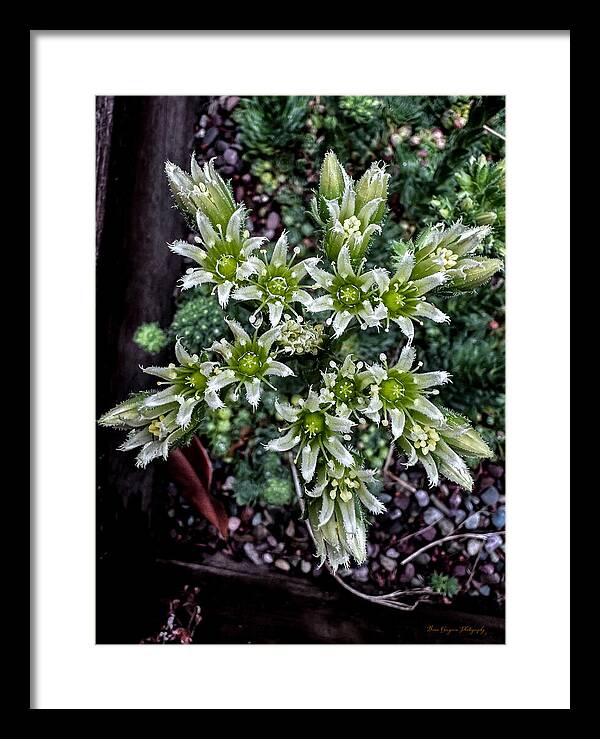 Green and white  - Framed Print