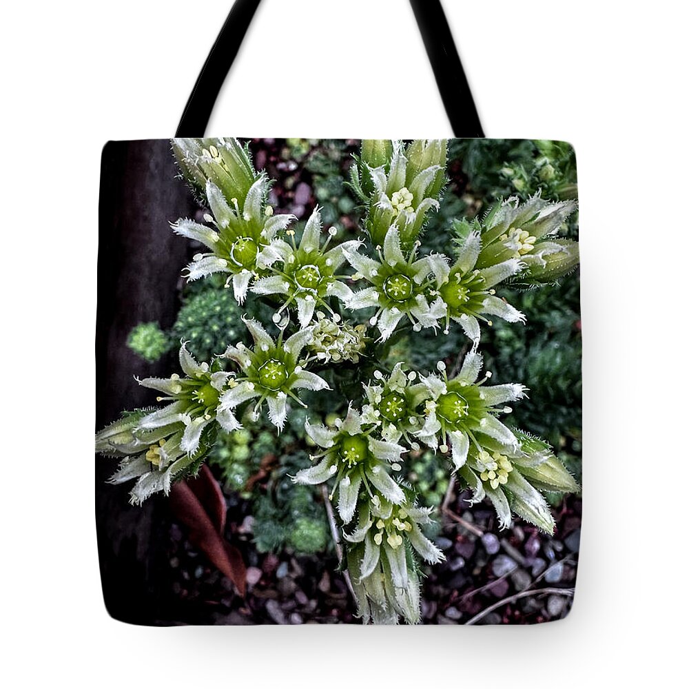 Green and white  - Tote Bag