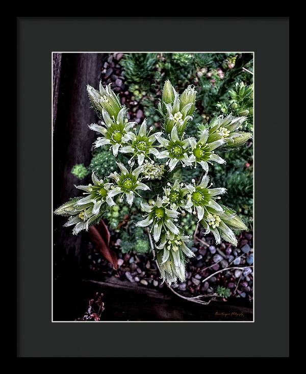 Green and white  - Framed Print