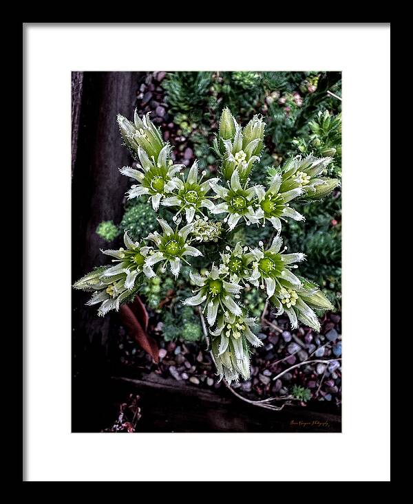 Green and white  - Framed Print