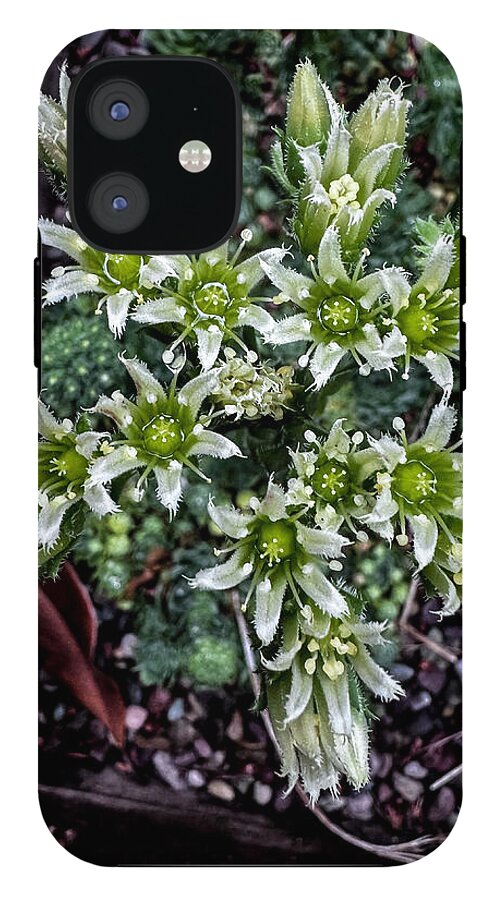 Green and white  - Phone Case