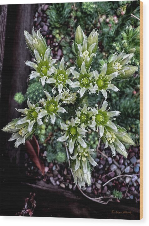 Green and white  - Wood Print